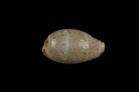 藏品(雙線寶螺)的圖片